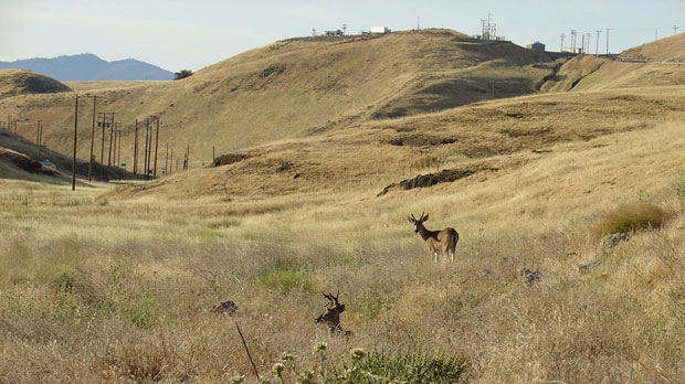 Environmental Report Deer roaming rolling hills. cover.