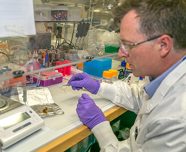 Biochemist Glendon Parker examines a 250-year-old hair sample that has been analyzed for human identification. Researchers from LLNL and a Utah startup company have developed the first-ever biological identification method that exploits the information encoded in proteins of human hair.
