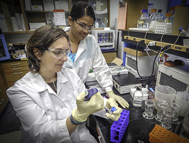 LLNL scientists Gaby Loots (left) and Aimy Sebastian count and prepare live cells for visualization. They have discovered a specific secreted protein that inhibits prostate cancer metastasis to bone.