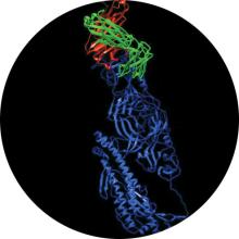 3D model of an antibody candidate binding to the protein of SARS-CoV-2